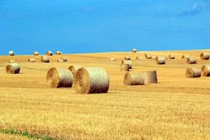Hay rolls in field