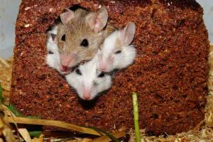 Pet mice resting inside loaf of bread