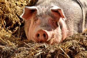 Pig resting on hay