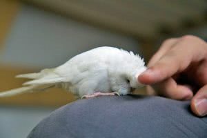 White budgie getting head scratched by person